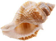 Seashell